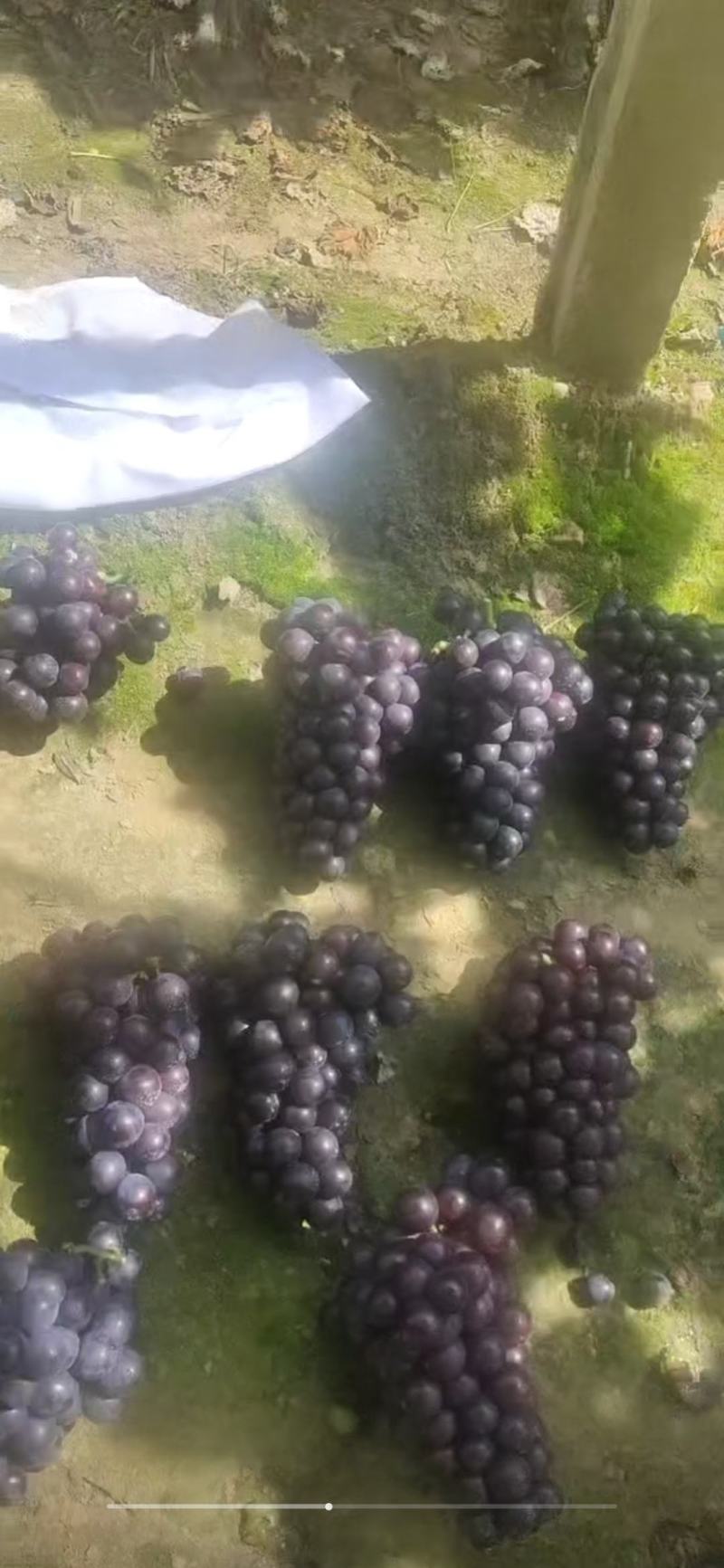 辽宁北镇上肖飓风葡萄