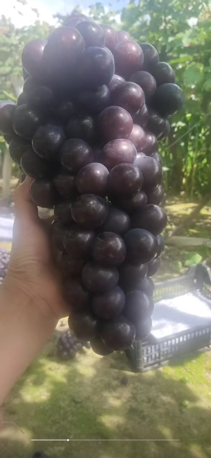 辽宁北镇上肖飓风葡萄