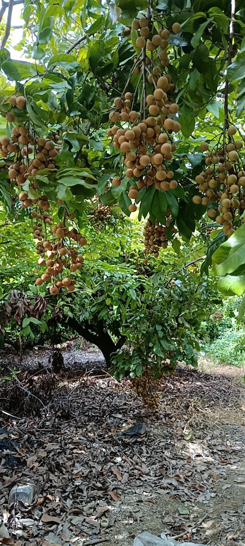 精品石侠青皮龙眼果园基地