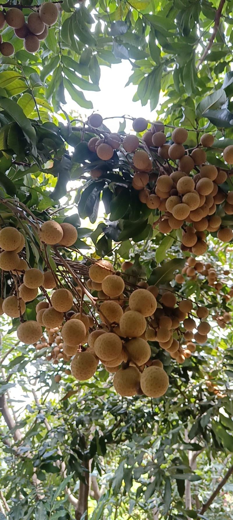 精品石侠青皮龙眼果园基地