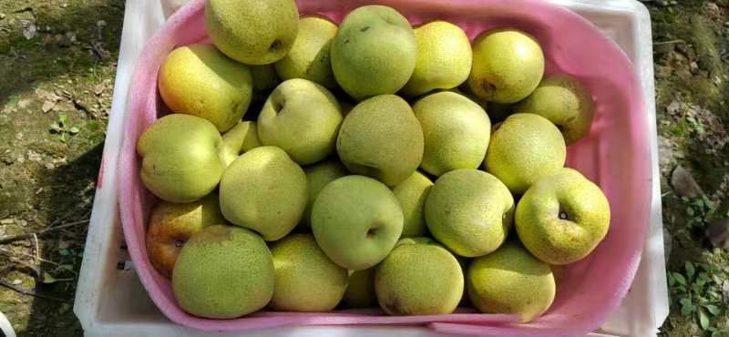 砀山酥梨大量上市皮毛亮丽汁多脆甜，诚信经营按需求包装
