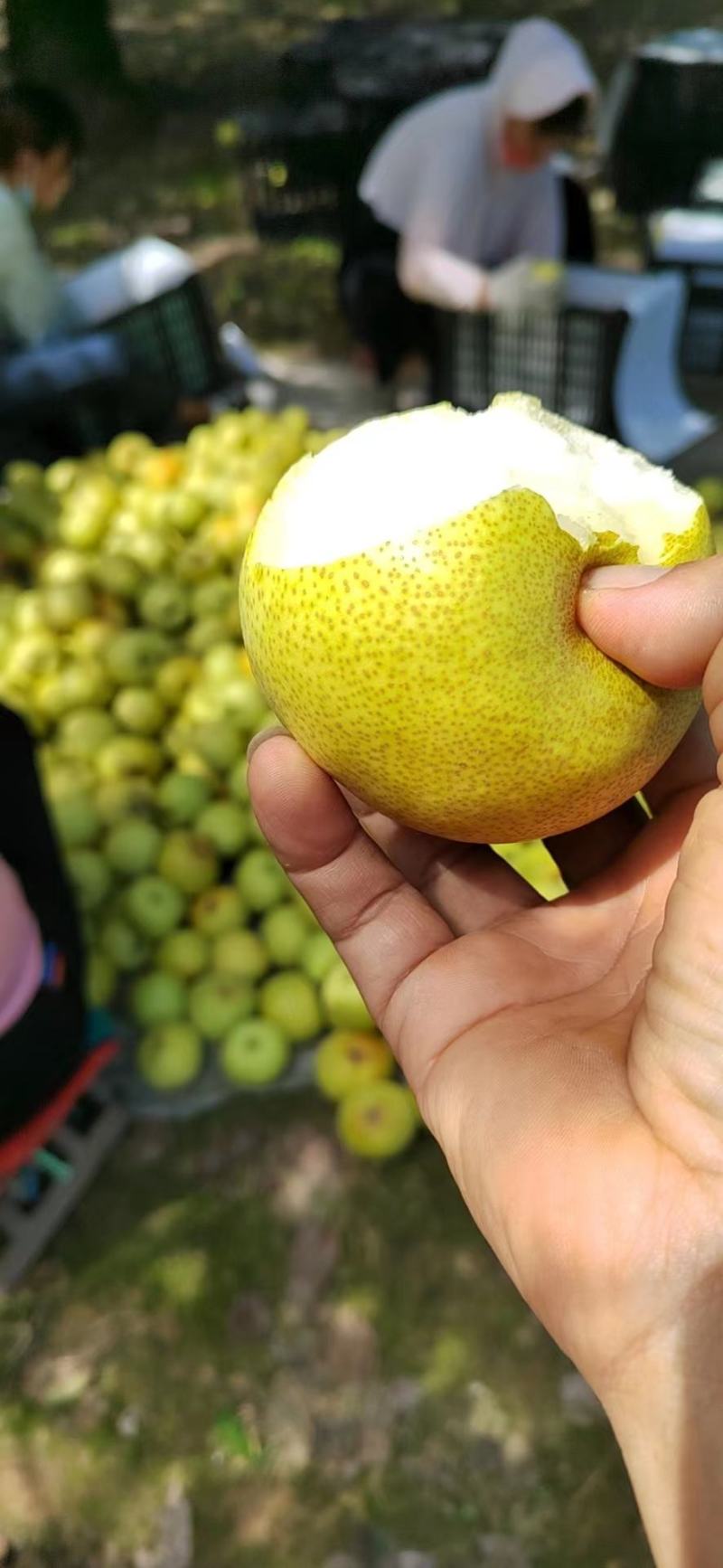砀山酥梨大量上市皮毛亮丽汁多脆甜，诚信经营按需求包装