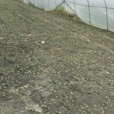 土地，大棚蔬菜。大棚出售