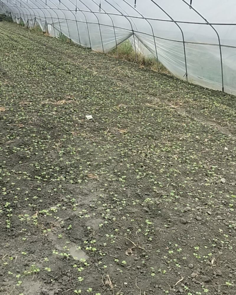 土地，大棚蔬菜。大棚出售