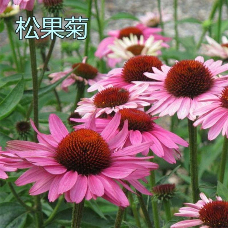 松果菊种子紫锥花多年生观赏花卉春秋播庭院花卉植物