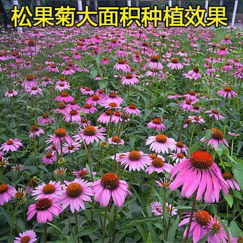 松果菊种子紫锥花多年生观赏花卉春秋播庭院花卉植物