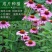 松果菊种子紫锥花多年生观赏花卉春秋播庭院花卉植物