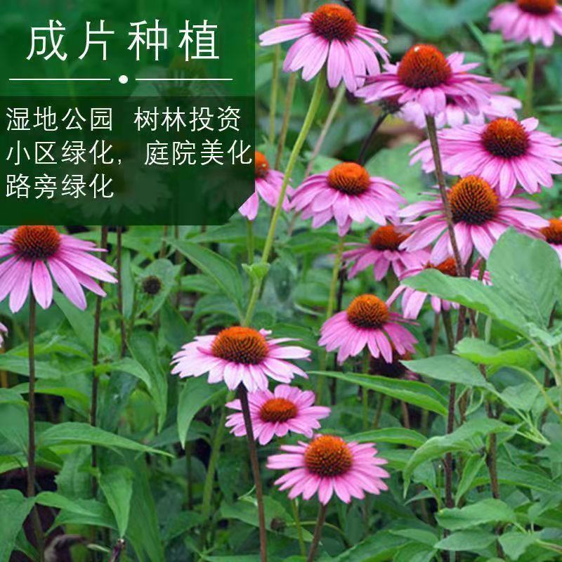 松果菊种子紫锥花多年生观赏花卉春秋播庭院花卉植物