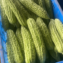 丝瓜，苦瓜茄子，豆角，黄瓜，青豆角，大量上市，货源充足