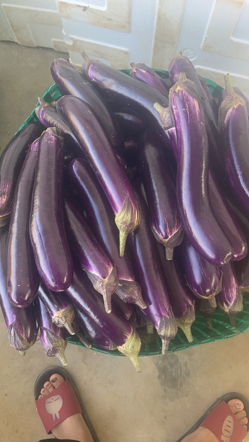 丝瓜，苦瓜茄子，豆角，黄瓜，青豆角，大量上市，货源充足