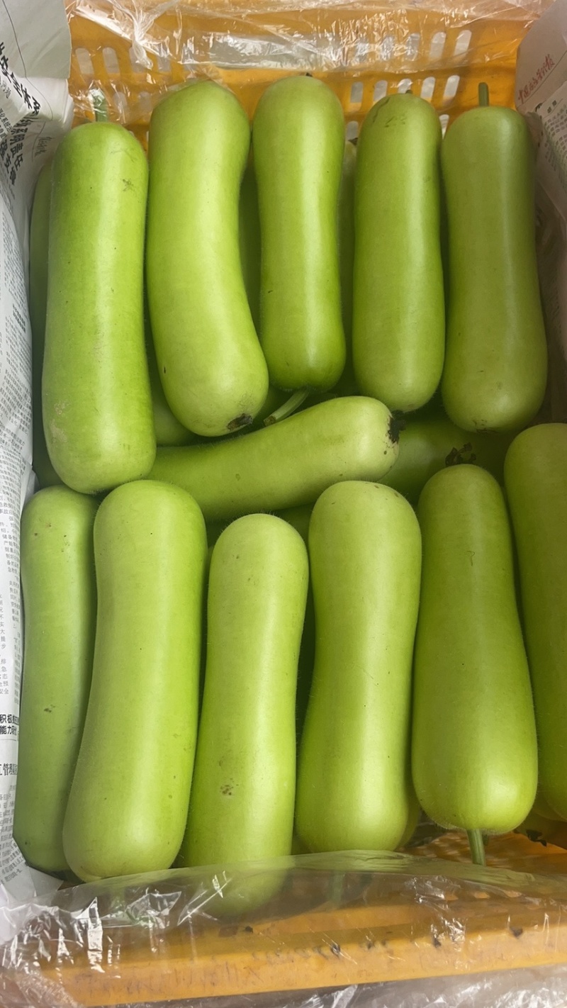 丝瓜，苦瓜茄子，豆角，黄瓜，青豆角，大量上市，货源充足