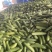 丝瓜，苦瓜茄子，豆角，黄瓜，青豆角，大量上市，货源充足