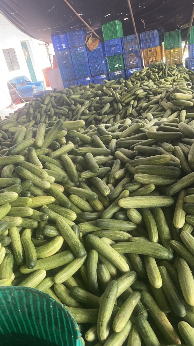 丝瓜，苦瓜茄子，豆角，黄瓜，青豆角，大量上市，货源充足