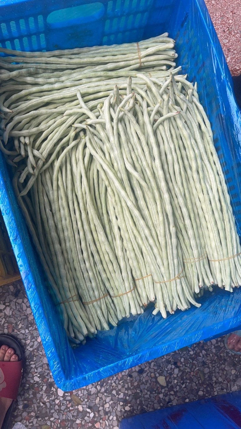 丝瓜，苦瓜茄子，豆角，黄瓜，青豆角，大量上市，货源充足