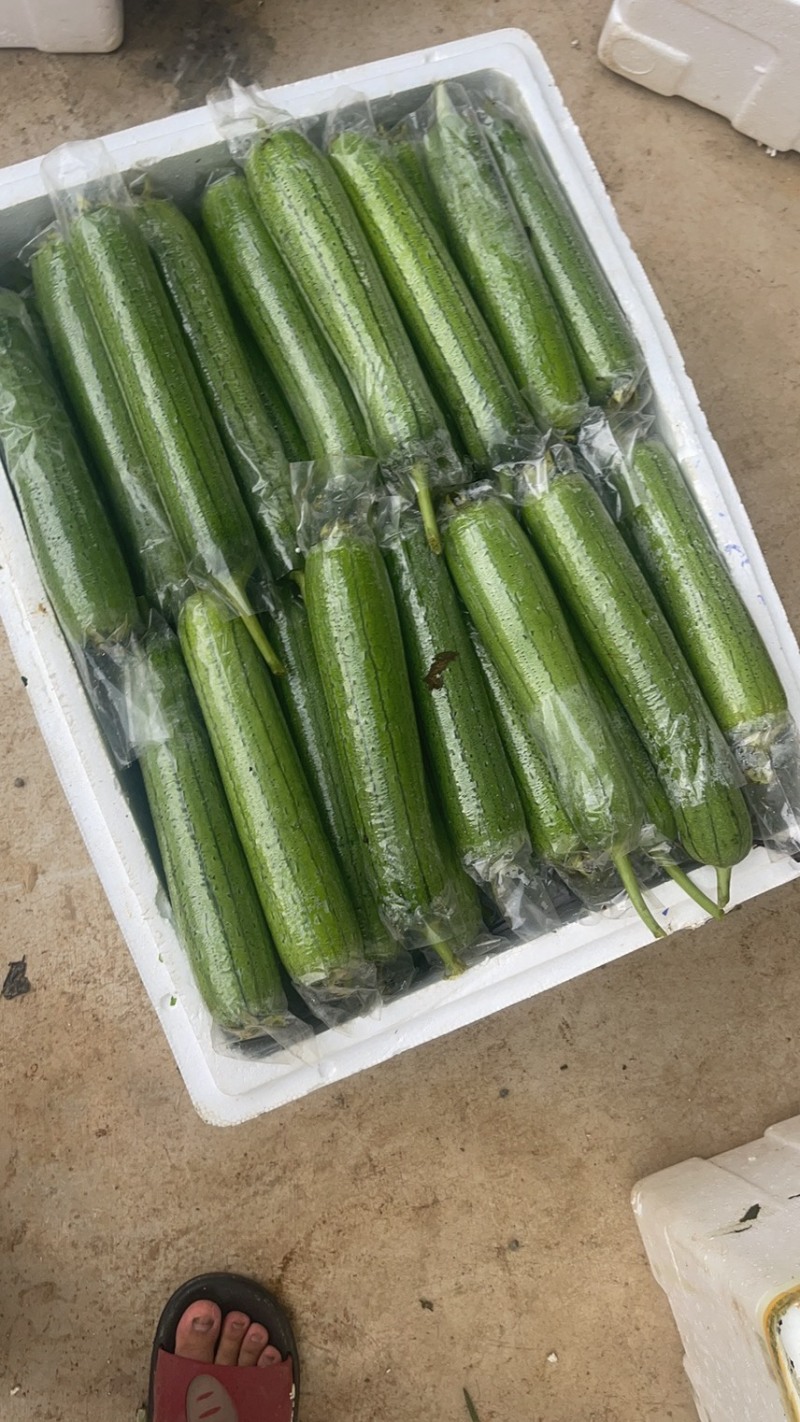 丝瓜，苦瓜茄子，豆角，黄瓜，青豆角，大量上市，货源充足