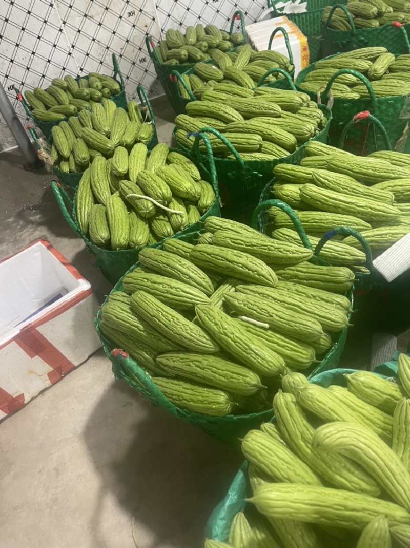 丝瓜，苦瓜茄子，豆角，黄瓜，青豆角，大量上市，货源充足