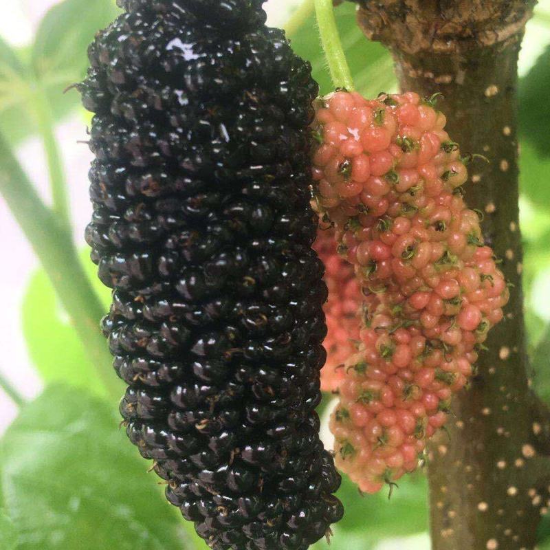 果桑苗，台湾长果。桑树香金椹，无籽大十，红果三号，白玉王