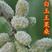 果桑苗，台湾长果。桑树香金椹，无籽大十，红果三号，白玉王