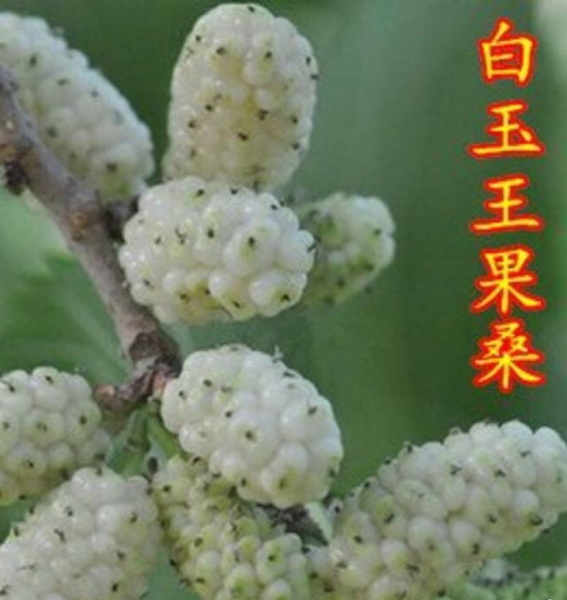 果桑苗，台湾长果。桑树香金椹，无籽大十，红果三号，白玉王