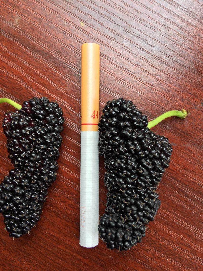 果桑苗，台湾长果。桑树香金椹，无籽大十，红果三号，白玉王