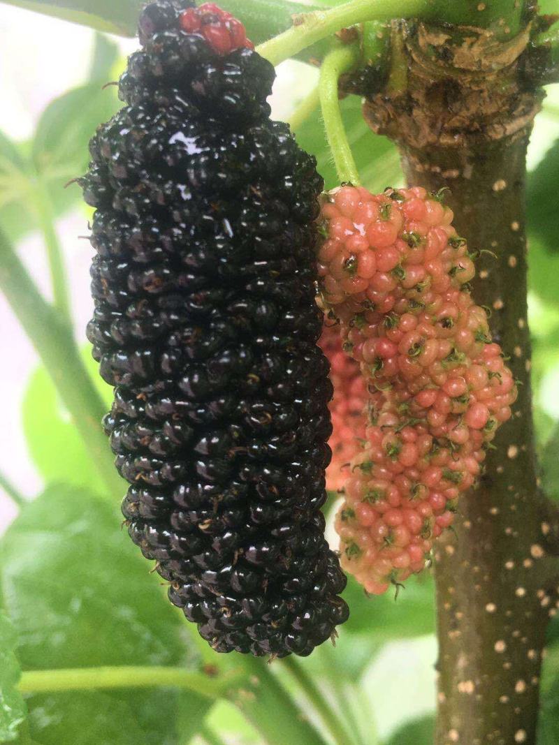 果桑苗，台湾长果。桑树香金椹，无籽大十，红果三号，白玉王