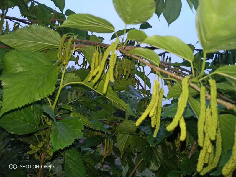 果桑苗，台湾长果。桑树香金椹，无籽大十，红果三号，白玉王