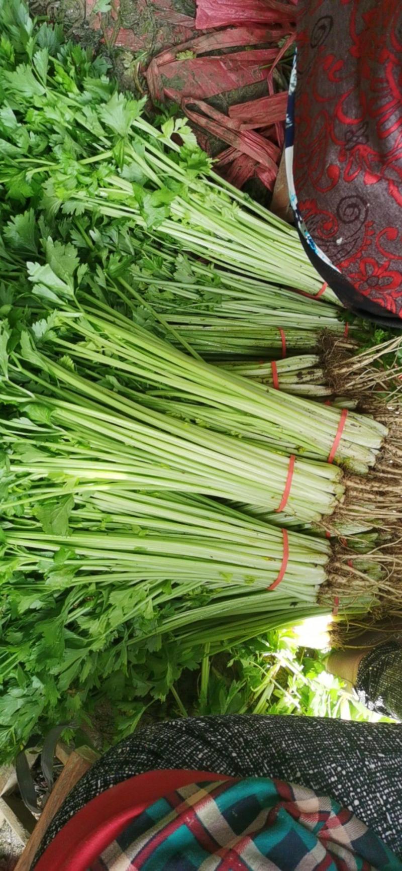 大量提供香芹，一手货源。每天大量有货