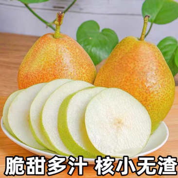 山西运城盐湖一抹红晕果库红香酥梨🍐