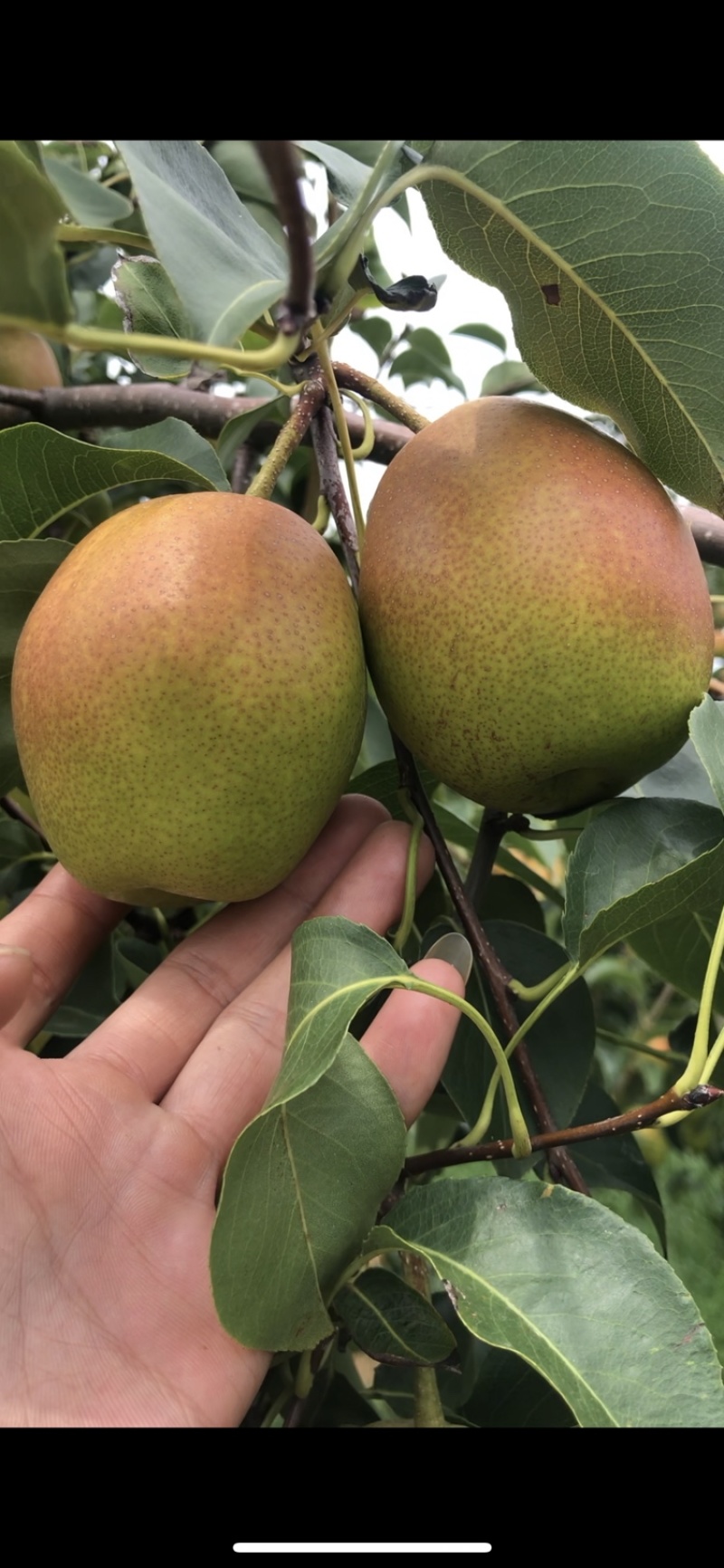 山西运城盐湖一抹红晕果库红香酥梨🍐