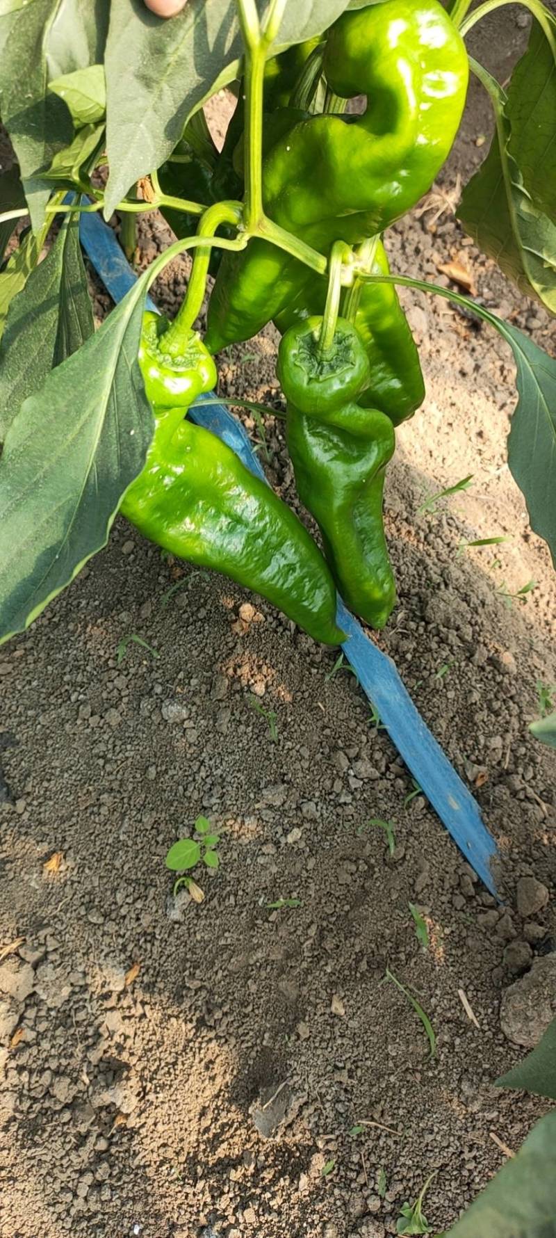 万亩301芜湖椒青皮椒，辣椒代办龚垒代办代收货装框打箱