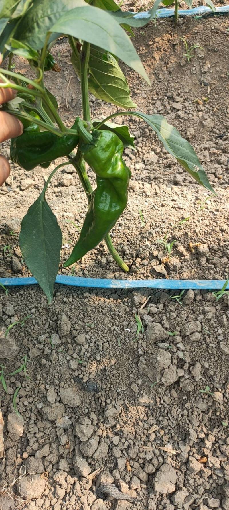 万亩301芜湖椒青皮椒，辣椒代办龚垒代办代收货装框打箱
