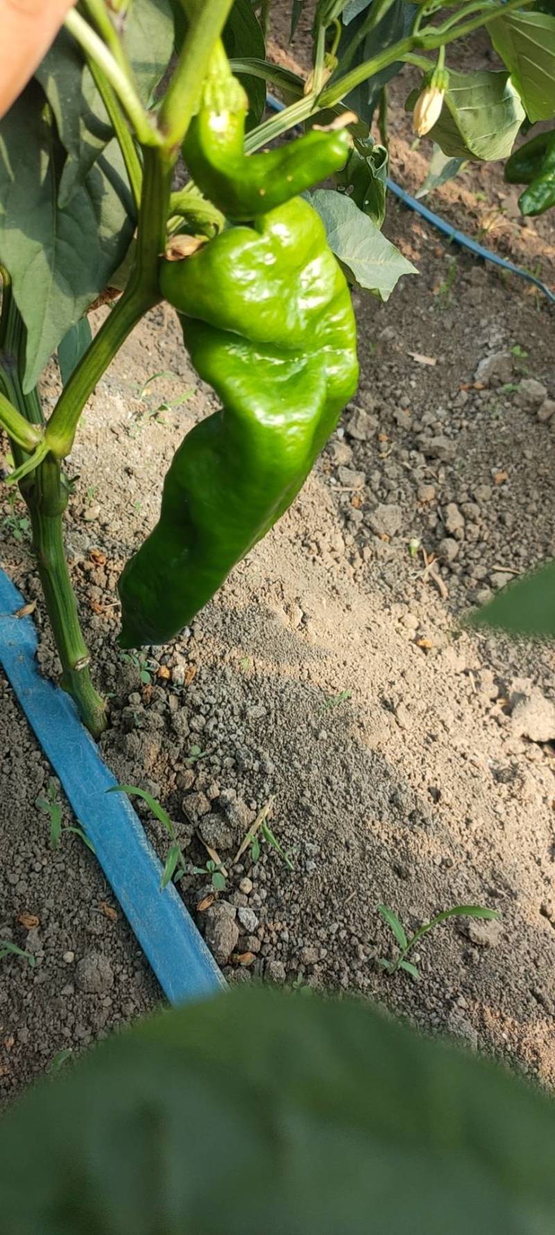 万亩301芜湖椒青皮椒，辣椒代办龚垒代办代收货装框打箱