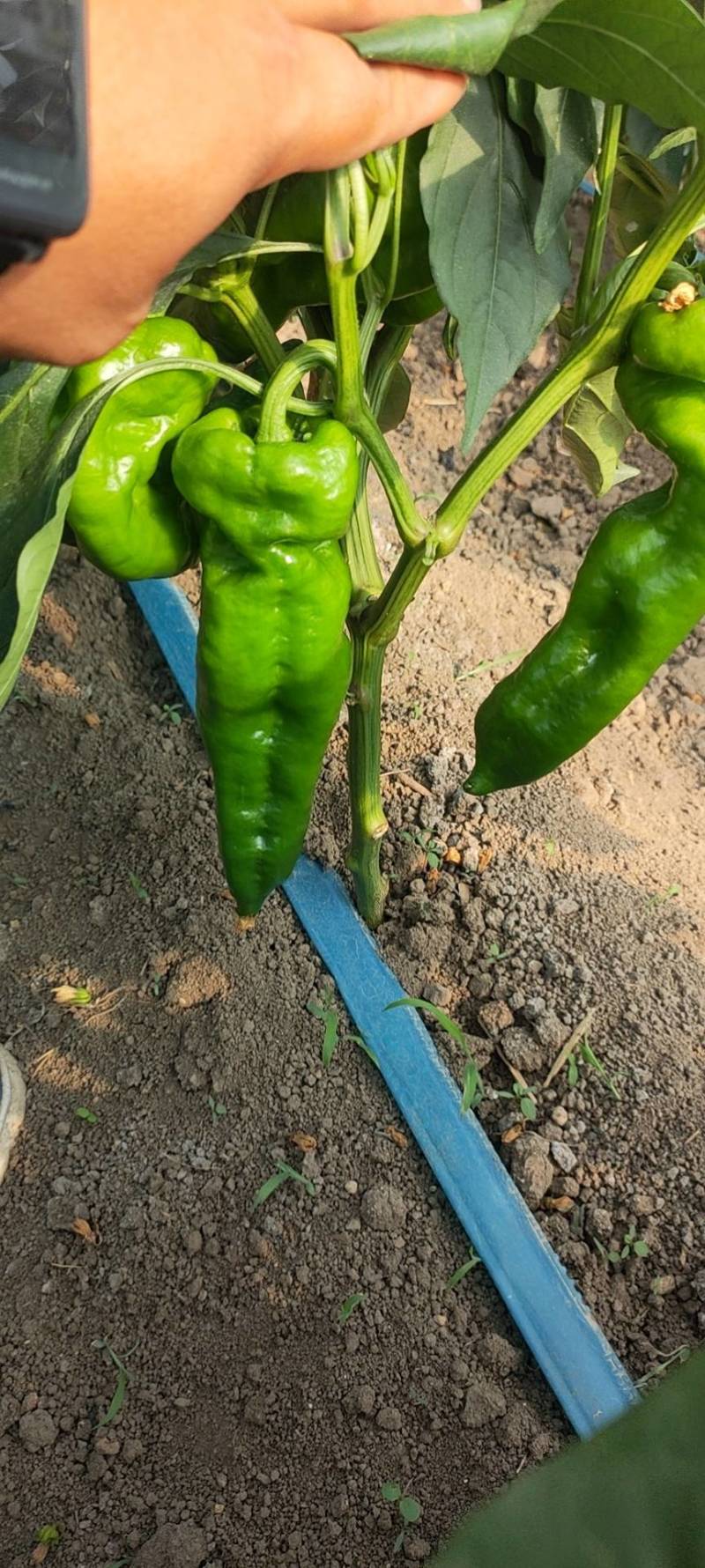 万亩301芜湖椒青皮椒，辣椒代办龚垒代办代收货装框打箱