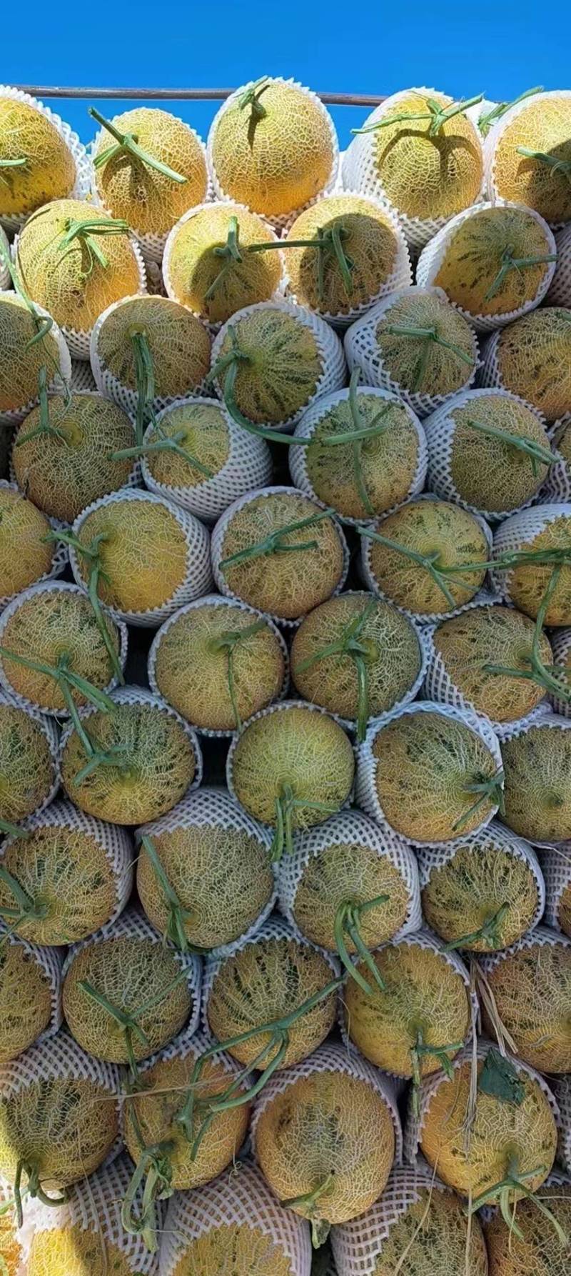 新疆吐鲁番哈密瓜八六王西州蜜17号大量有货产地直发