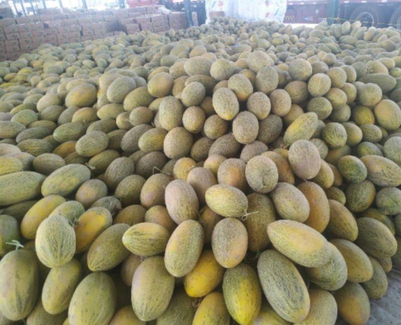 新疆吐鲁番哈密瓜八六王西州蜜17号大量有货产地直发
