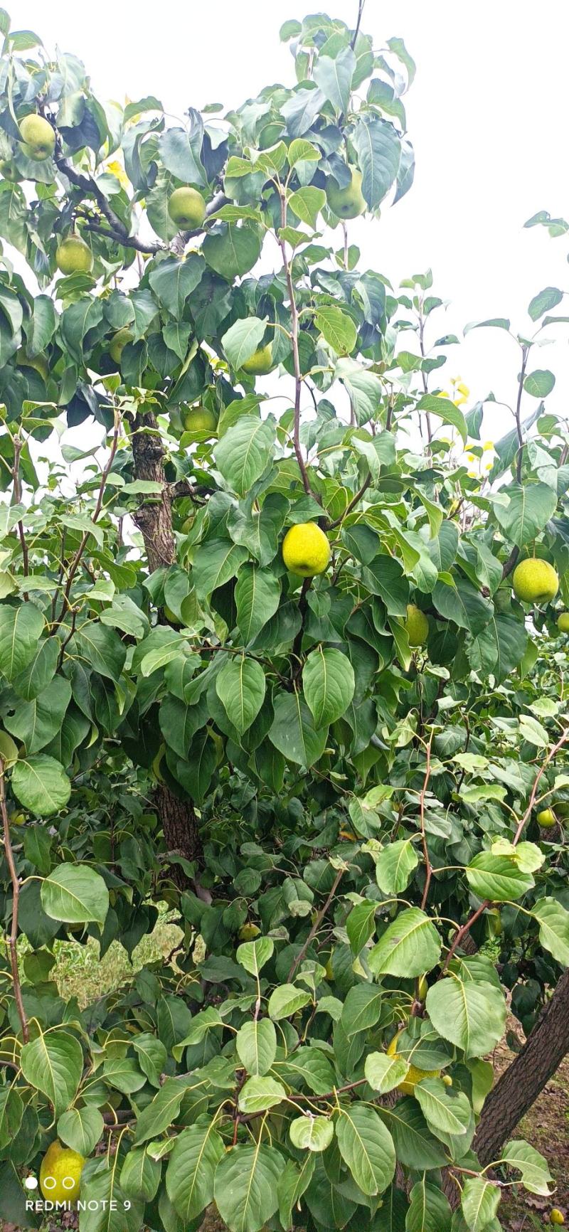 河北雪花梨肉厚多计，自家果园，口感好