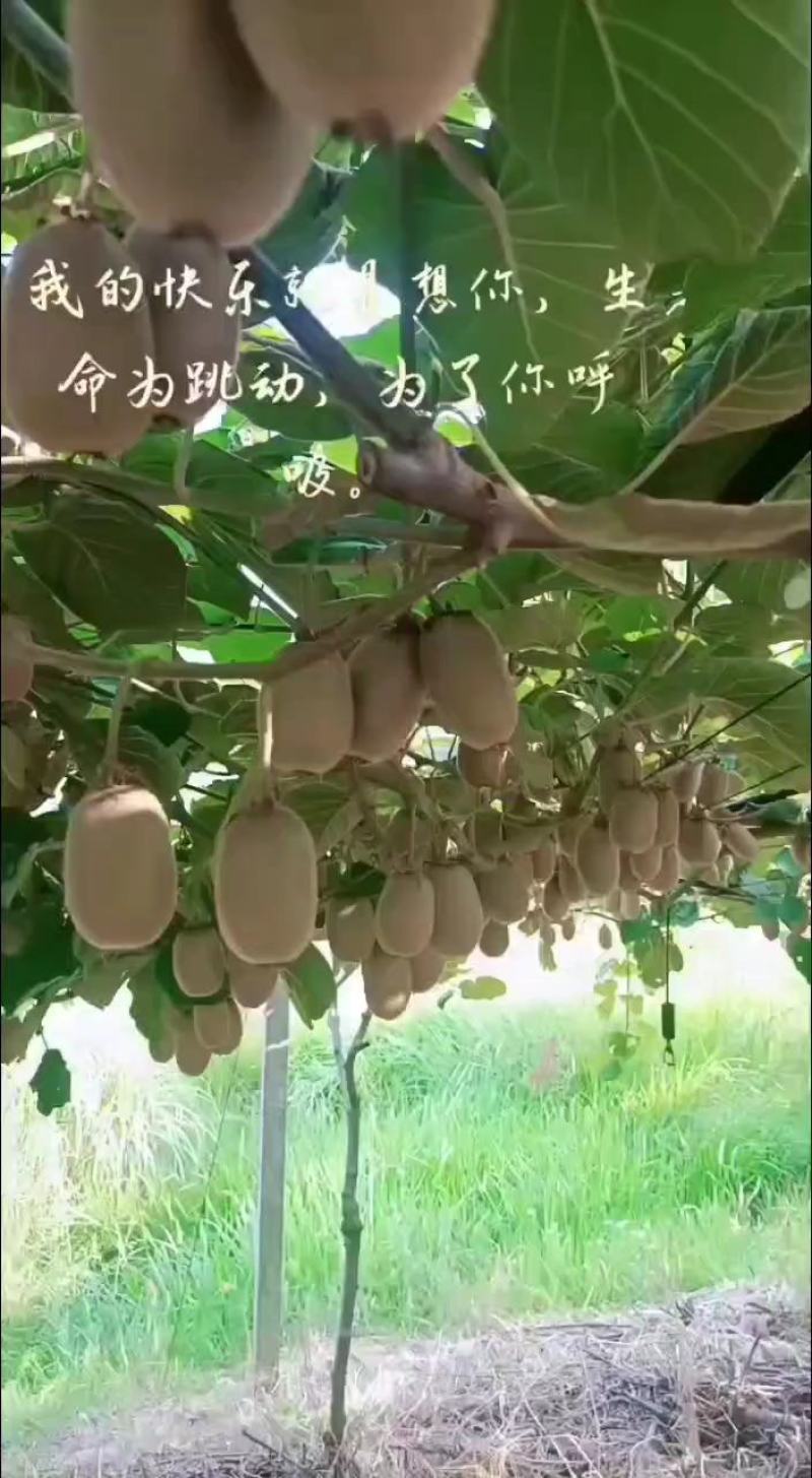 陕西省城固县翠香猕猴桃即将成熟上市。开始预定
