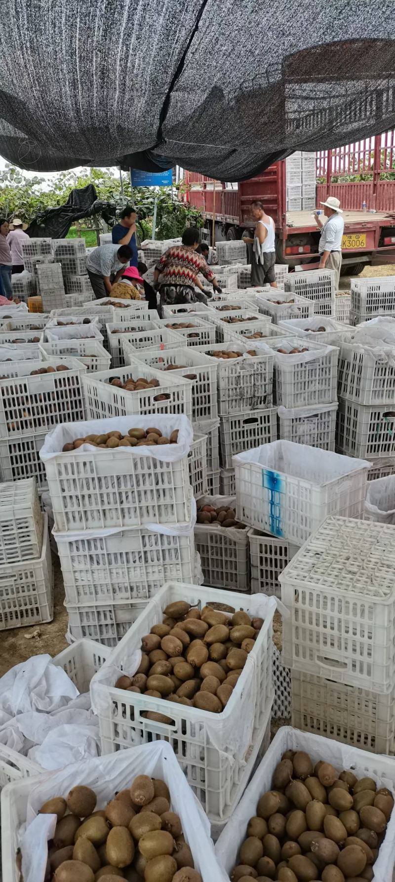 陕西省城固县翠香猕猴桃即将成熟上市。开始预定