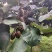 陕西省城固县翠香猕猴桃即将成熟上市。开始预定