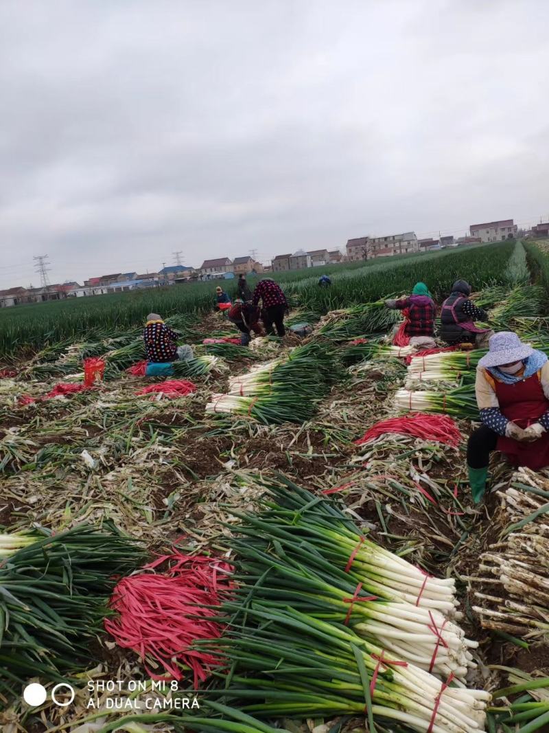 江苏产地毛葱大量发货中量大价格可商议欢迎联系