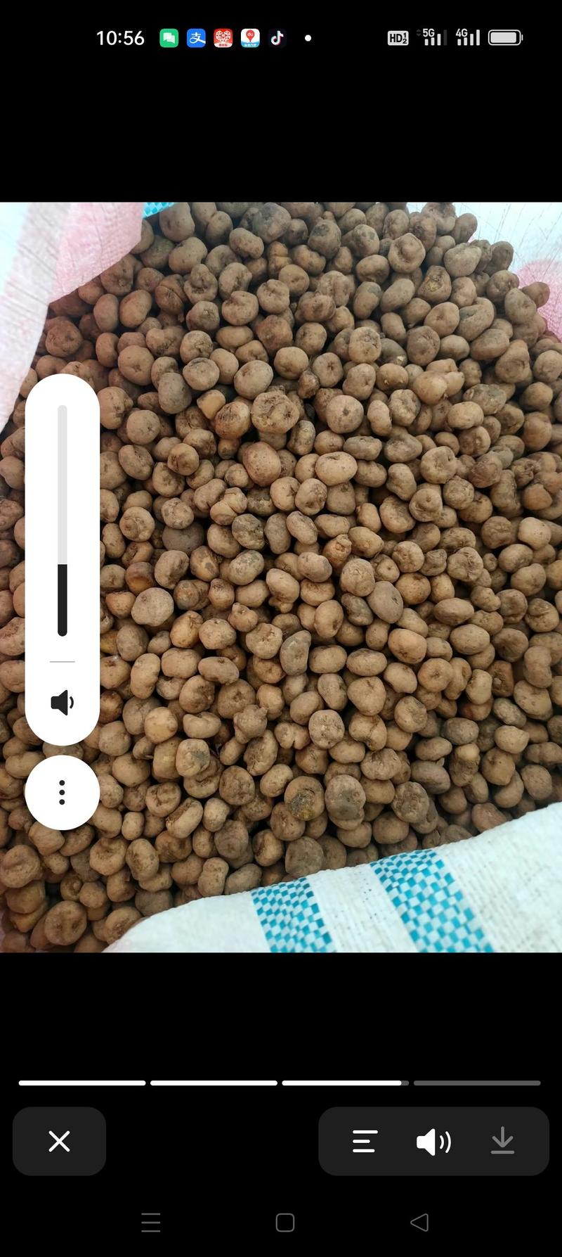 元胡种子，品质好产量高廷胡索种子