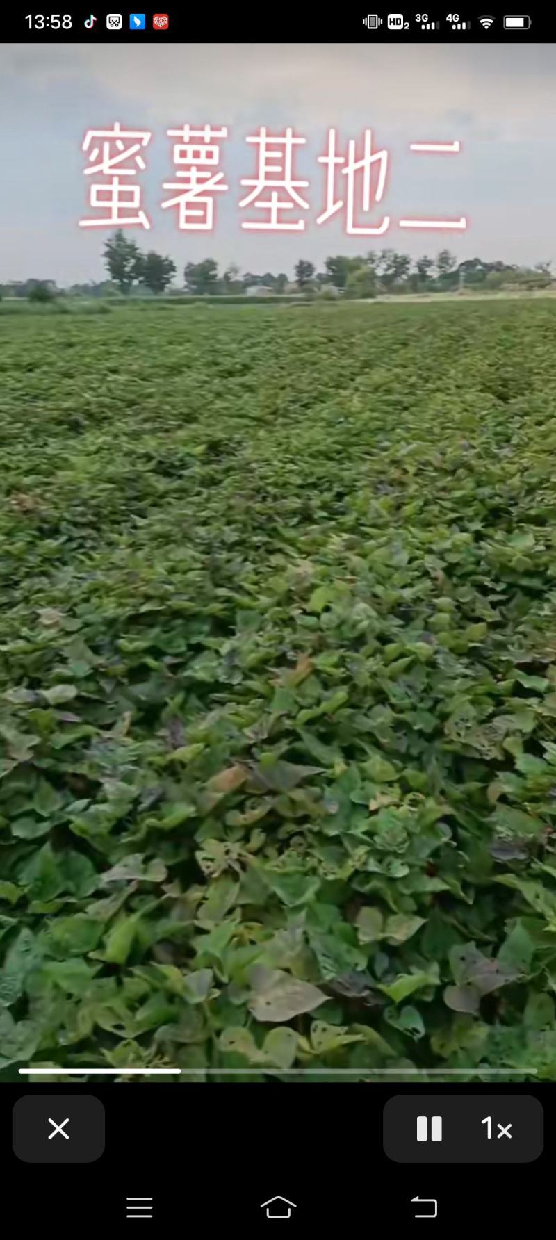 红薯嫩尖