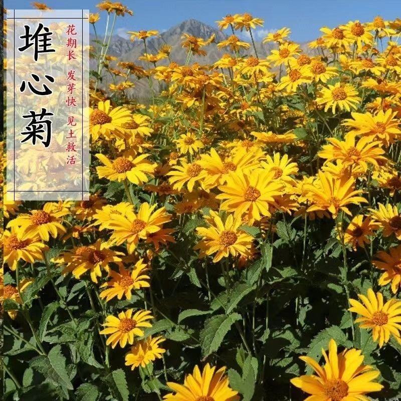 堆心菊种子四季花卉种子阳台庭院盆栽绿植花种子易种植的花籽