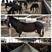 大型肉驴养殖场：德州驴、改良驴、怀孕驴、大小都有