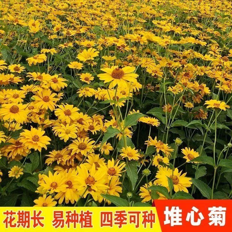 堆心菊种子四季花卉种子阳台庭院盆栽绿植花种子易种植的花籽