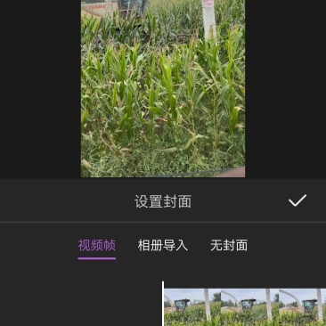 玉米青储要求自己收割价格再聊