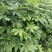 梭罗树苗，七叶树，绿化苗木，基地发货，规格齐全，价格合理