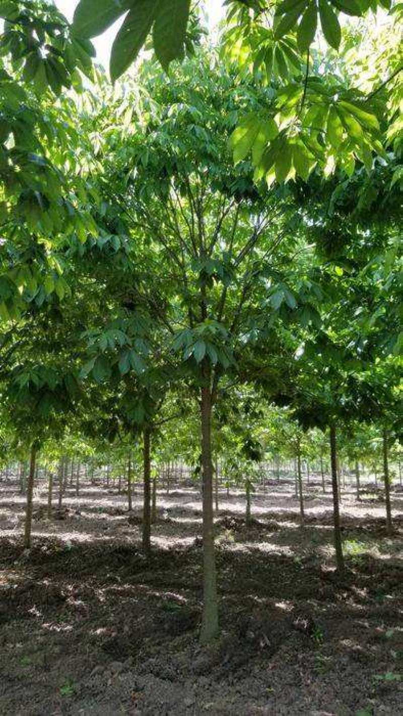 梭罗树苗，七叶树，绿化苗木，基地发货，规格齐全，价格合理
