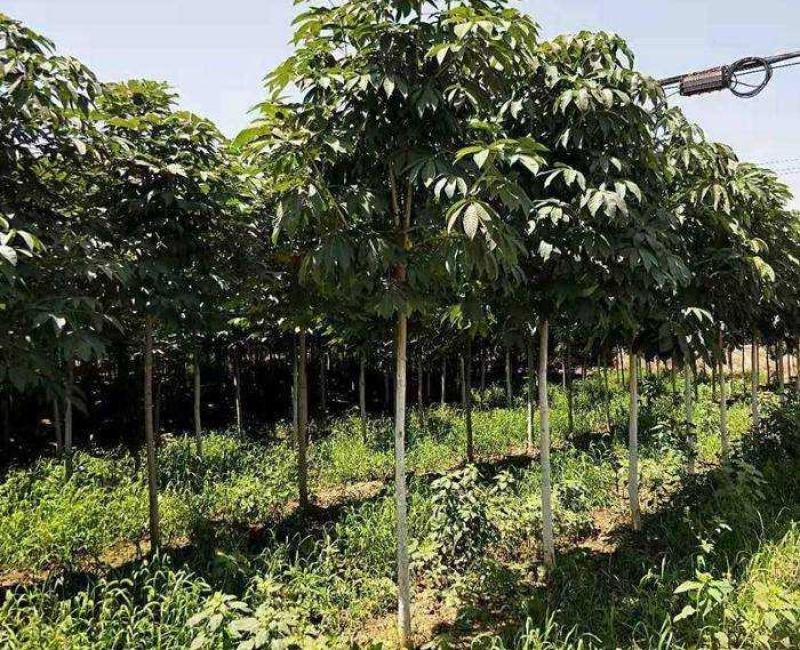 梭罗树苗，七叶树，绿化苗木，基地发货，规格齐全，价格合理