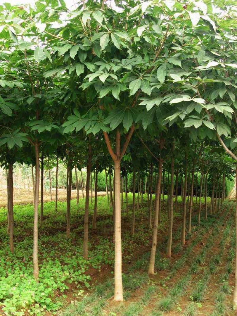 梭罗树苗，七叶树，绿化苗木，基地发货，规格齐全，价格合理